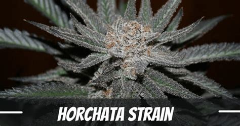 Horchata strain thc level. Things To Know About Horchata strain thc level. 